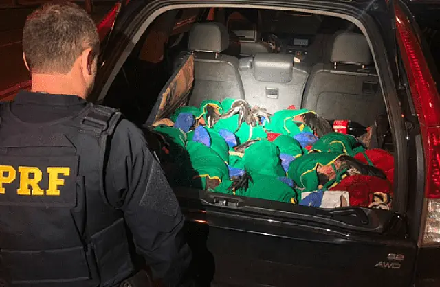 PRF prende três homens por maus-tratos a 13 galos de rinha