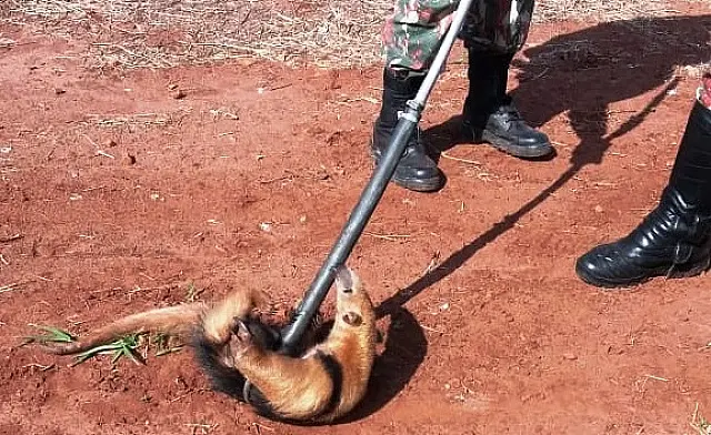 Tamanduá-mirim é capturado em bairro pela PMA