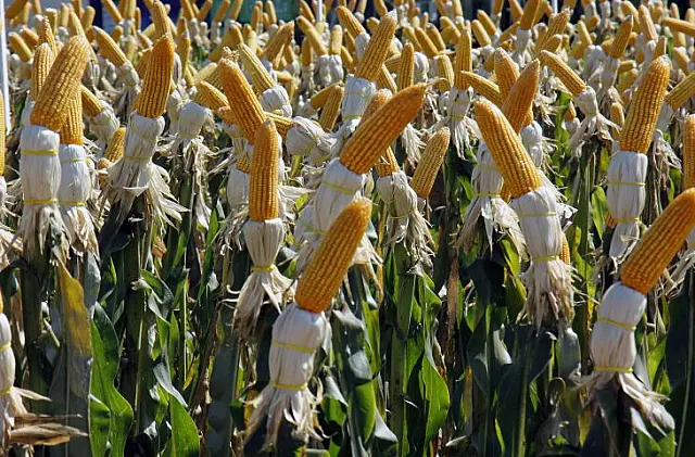 Valor da Produção Agropecuária é atualizado para R$ 1,150 trilhão este ano