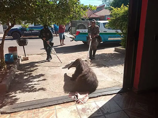 Susto: Tamanduá-bandeira 'invade' quarto de moradora em Miranda