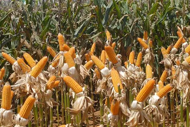 Com sinal de melhora, agropecuária puxa resultado positivo do PIB em 2017