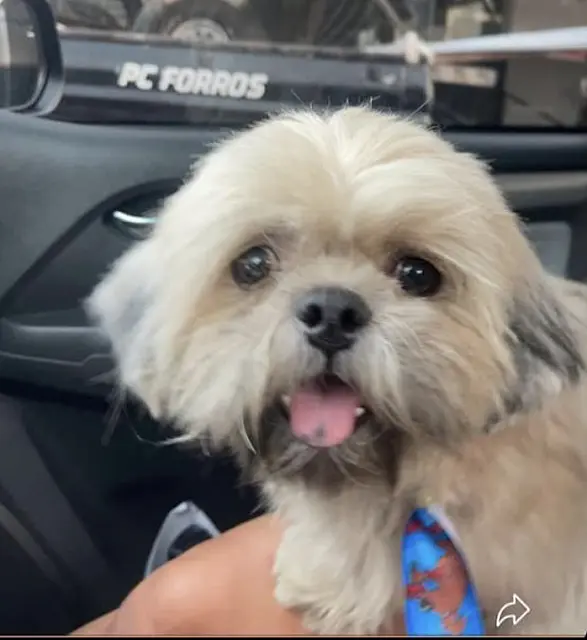Cadê meu dono? Cachorro cai de caminhonete e mulher procura tutor