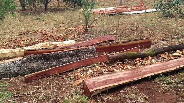 Mais dois assentados do Santa Mônica são multados por exploração ilegal de madeira