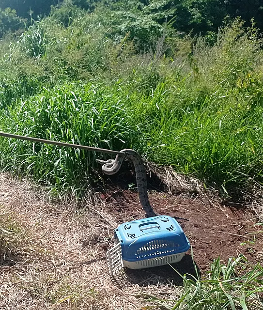 PMA captura jiboia em quintal de residência