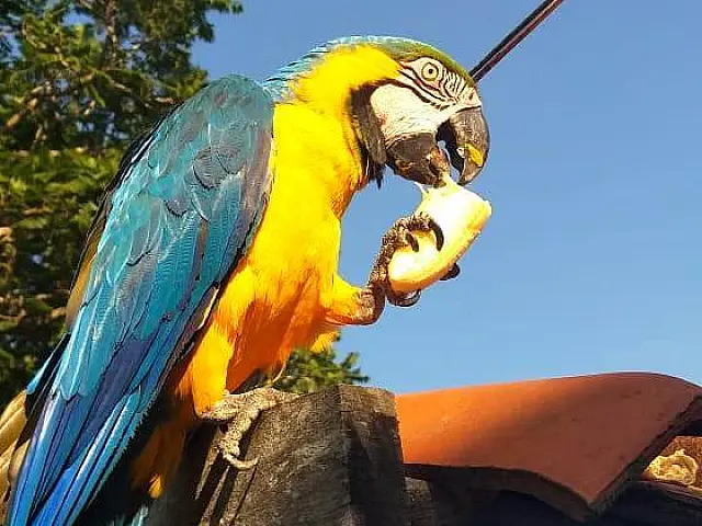 Com o Pantanal em chamas, aves estão buscando alimento em residências