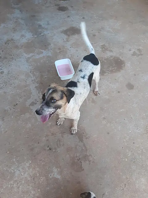 Dono procura por cachorro desaparecido há uma semana
