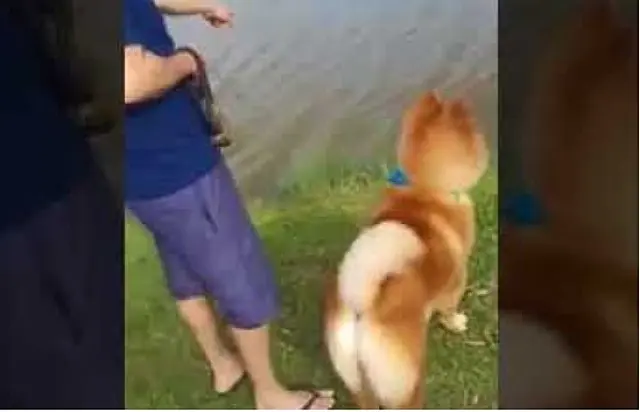 VÍDEO: durante passeio, jacaré dá o bote e quase pega cachorro e dono