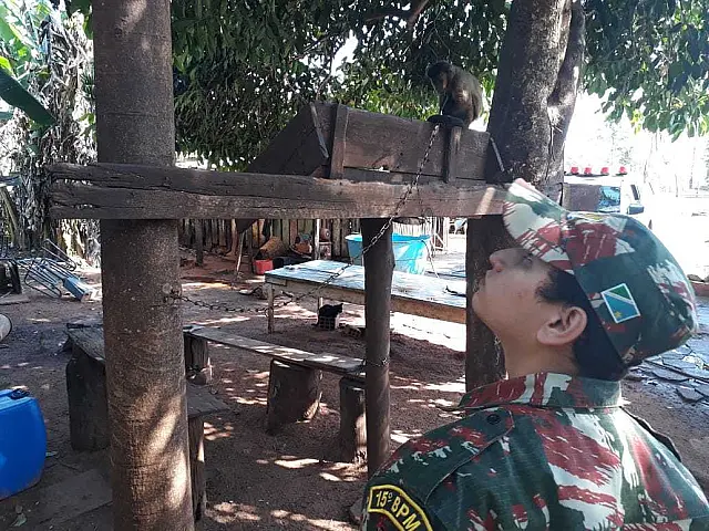 PMA autua sitiante por manter macaco-prego ilegalmente em cativeiro