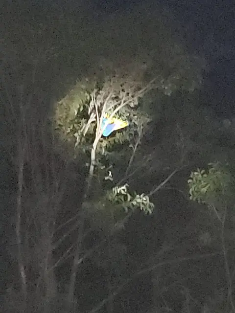 Arara é resgatada por bombeiros após ficar presas a fios de eletricidade