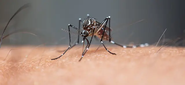 MS registra 16.012 casos confirmados de dengue