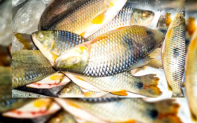 Dupla é presa pela PMA pescando peixes fora da medida no rio Aquidauana