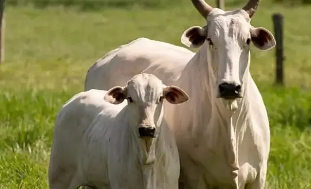Produtor procura a polícia após ter suas vacas furtadas