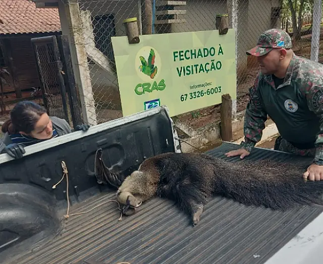 Tamanduá-bandeira doente é resgatado pela PMA