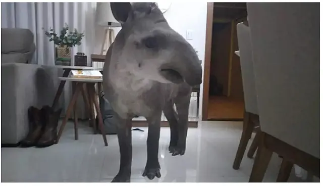 Anta com machucado na cabeça invade casa em Campo Grande