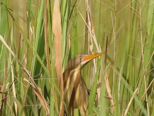 Observador filma pela 1° vez em Mato Grosso do Sul ave rara socoí-amarelo