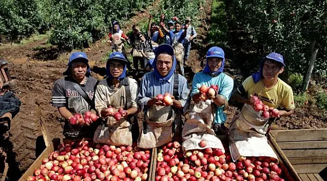 3.500 índios do MS seguem para a colheita de maçã no sul do País