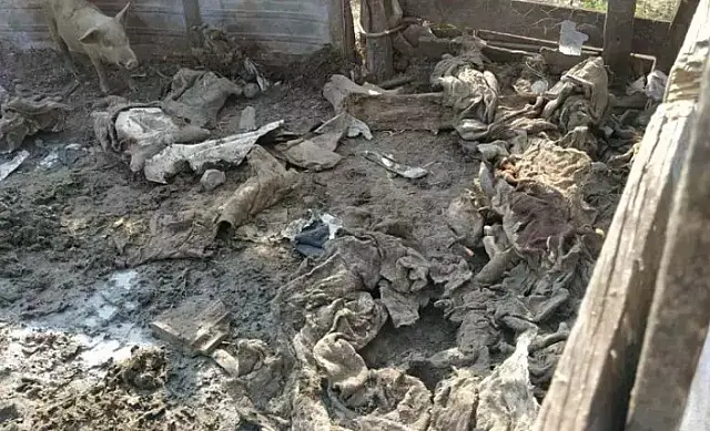 Polícia descobre matadouro clandestino e dois são presos