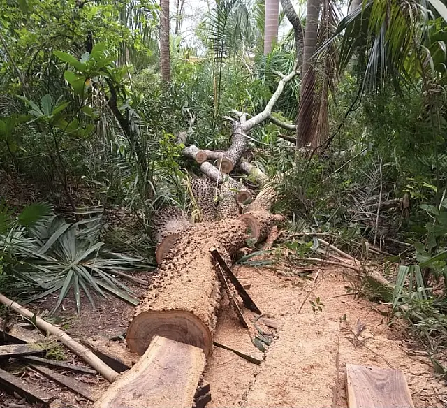 PMA autua 2 homens por exploração ilegal de madeira