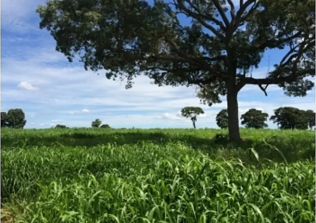 Dia de Campo discute manejo sustentável de pastagens e reúne 150 pessoas em Anastácio