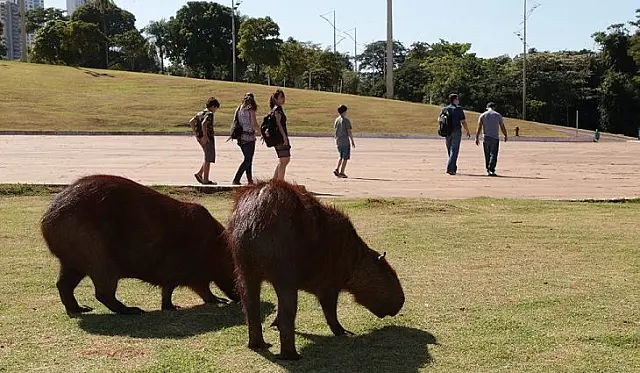 Secretaria de Estado de Saúde emite alerta sobre Febre Maculosa