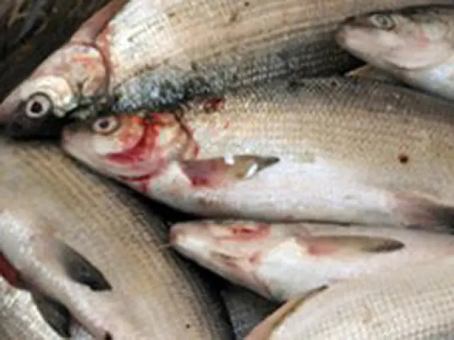 Turistas são presos com 44 quilos de peixe ilegal