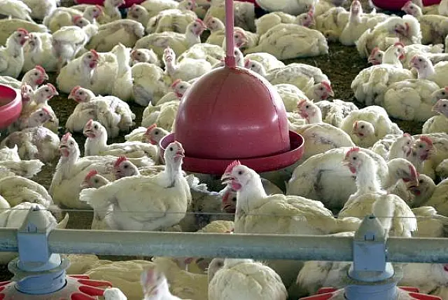 Ministro da Agricultura diz que não há risco no consumo de aves no país