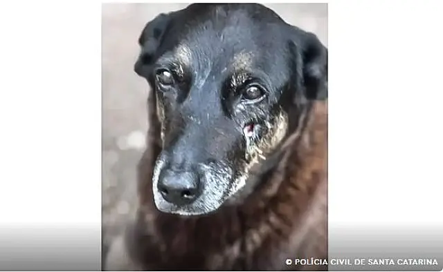 Polícia quer apreender passaporte de envolvido na morte do cão Orelha