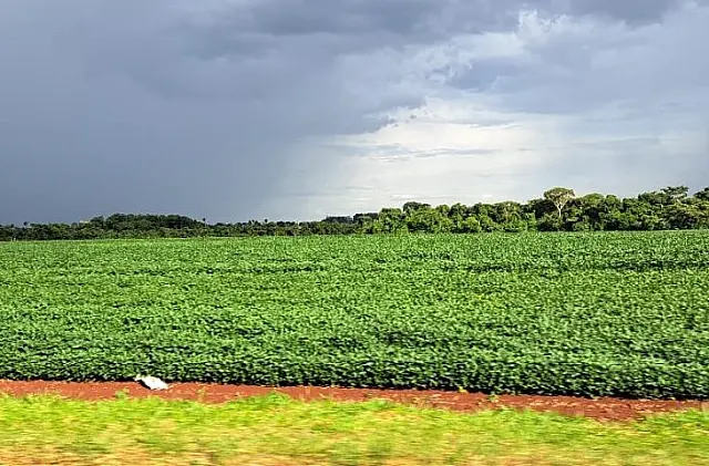 Em menos de quatro décadas, área destinada à soja cresce nove vezes
