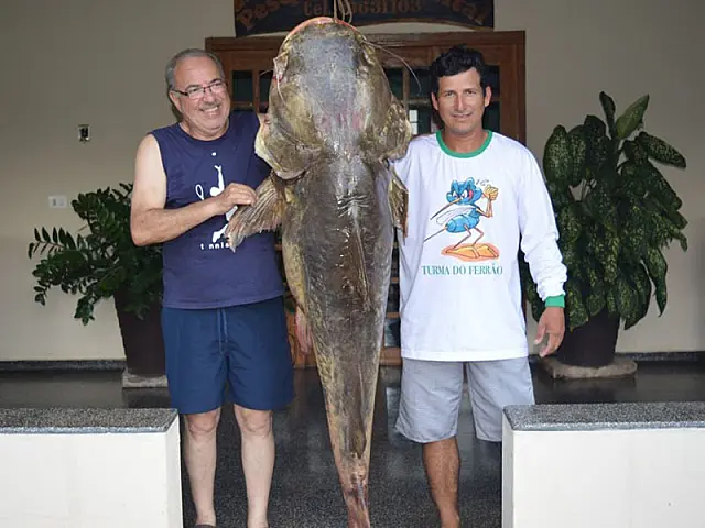 Pescadores fisgam jaú de 90 quilos e fazem sucesso