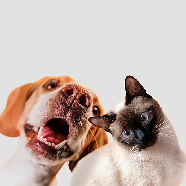 Prefeitura de Anastácio abre pré-cadastro para castração gratuita de cães e gatos