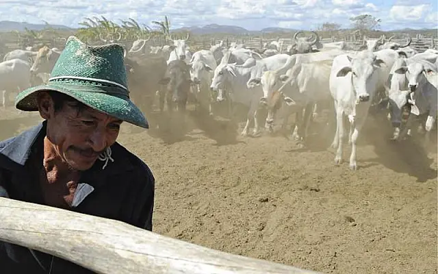 Iniciada segunda etapa de vacinação contra febre aftosa