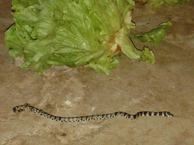 Professor leva susto ao achar cobra em alface em Dourados
