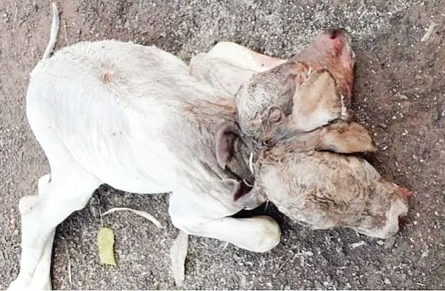 Bezerra nasce com duas cabeças em chácara no interior de MS