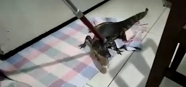 Jacaré é capturado em recepção de hotel em Miranda