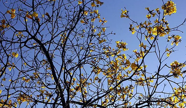 Primeiro domingo da Primavera tem calor de até 38°C em Aquidauana