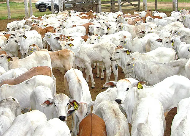 Técnicas em pecuária de cria aprimoram a produção do novilho precoce