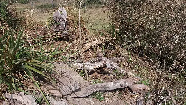 PMA de Bela Vista autua fazendeira em R$ 7 mil por desmatamento ilegal