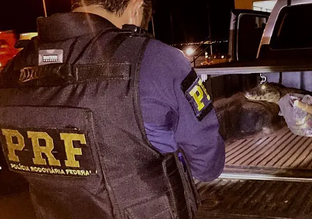 PRF resgata jacaré vivo que era transportado na carroceria de camionete