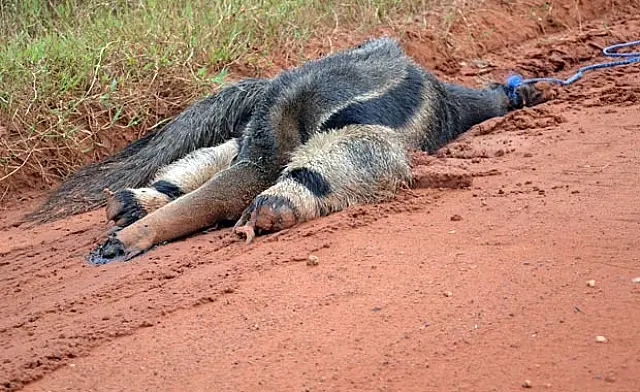 Tamanduá é encontrado morto após ser arrastado por veículo