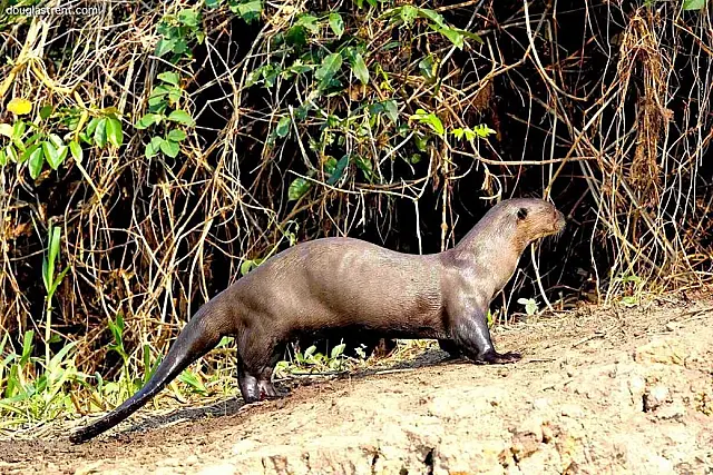 Projeto Lontra realiza 11ª edição de monitoramento da população de Ariranhas