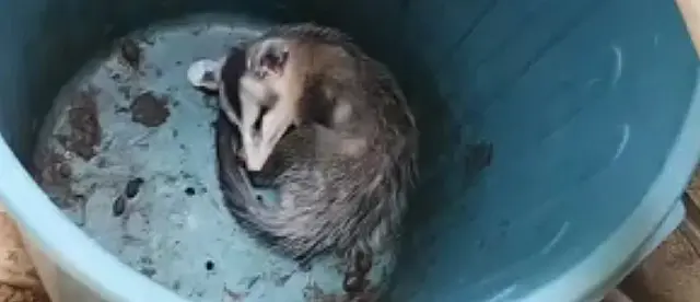 Moradora leva susto ao encontrar gambá dormindo em cesto de roupas