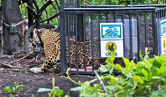 Sadia, onça solta no Pantanal já se alimentou de capivara e até atravessou o Rio Paraguai