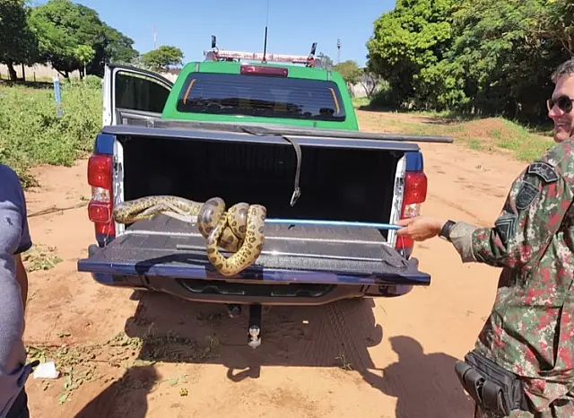 Com 2 metros, filhote de sucuri é capturada em terreno de clube