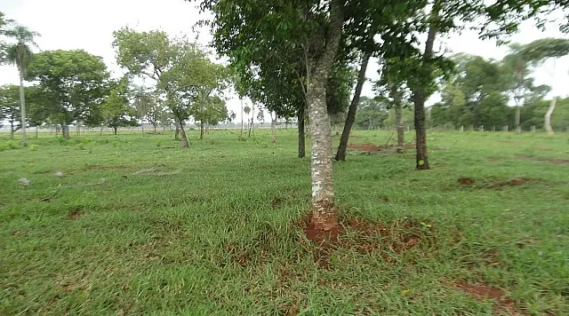 PMA deflagra operação “Cervo-do-Pantanal” em Jardim