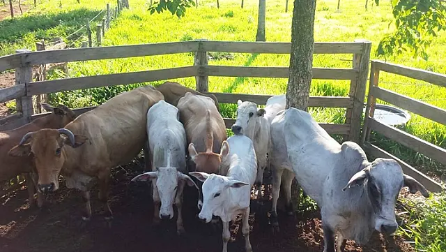 Bandidos invadem fazenda para furtar gado e atiram contra caseiro em Corumbá