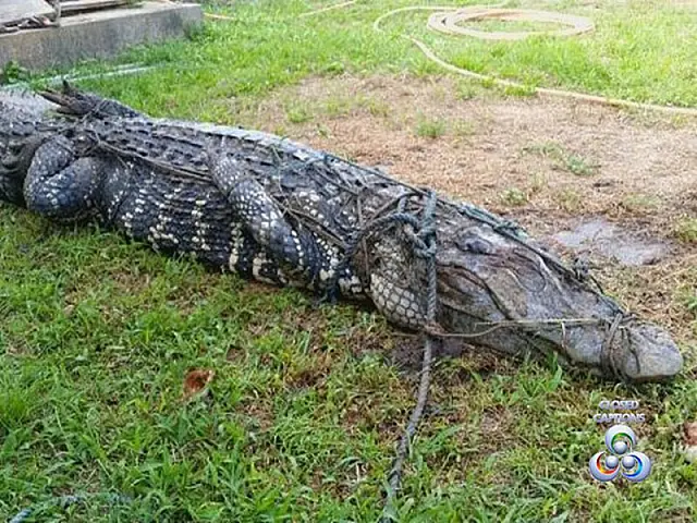 Jacaré de cinco metros é capturado vivo com retroescavadeira no Amapá