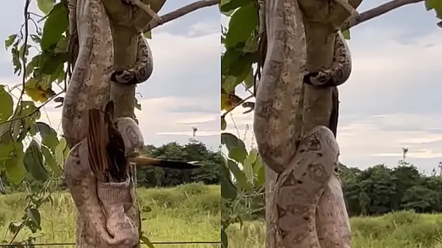 Guias flagram jiboia engolindo ave em minutos em pousada de Aquidauana