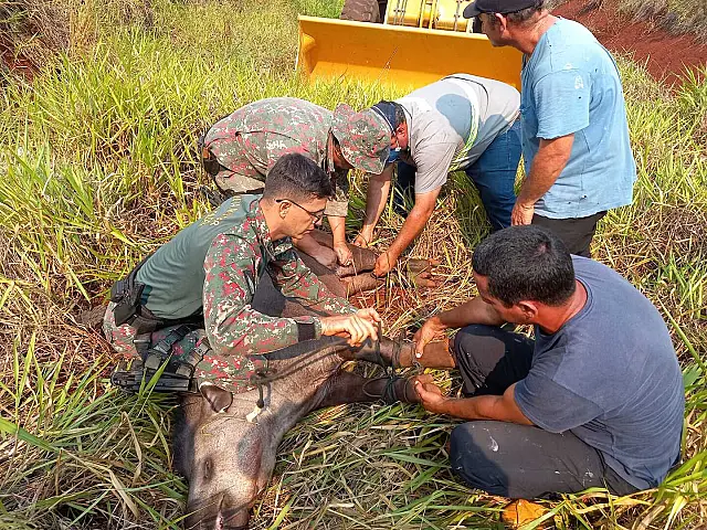 PMA resgata anta ferida às margens de anel viário