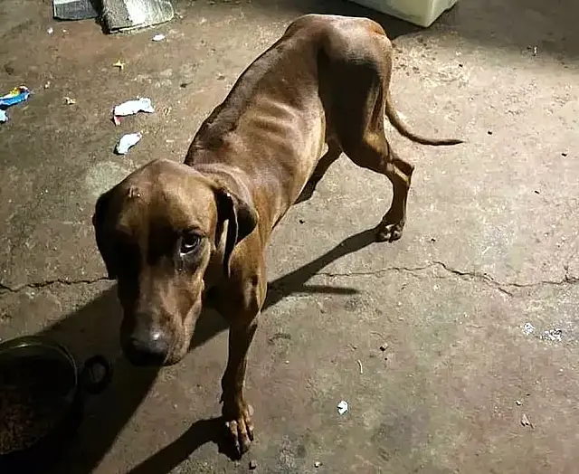 Desnutridos e com sinais de maus-tratos, cães são resgatados e homem multado