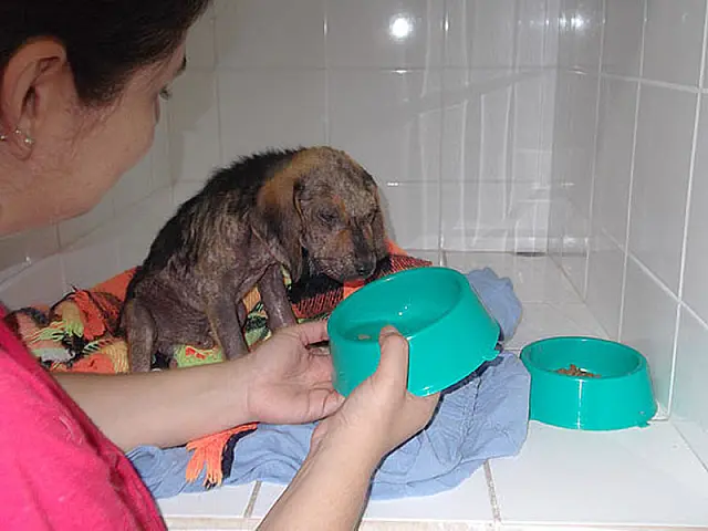 Cão que ficou enterrado precisa ser acordado para comer